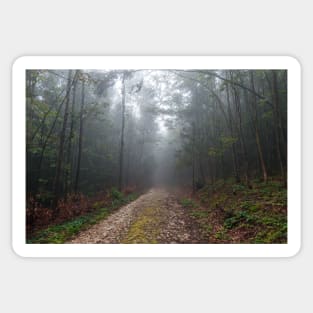 Road in the foggy forest Sticker